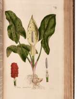 William Curtis | Flora Londinensis. London, 1777-1828, an important survey of London flora