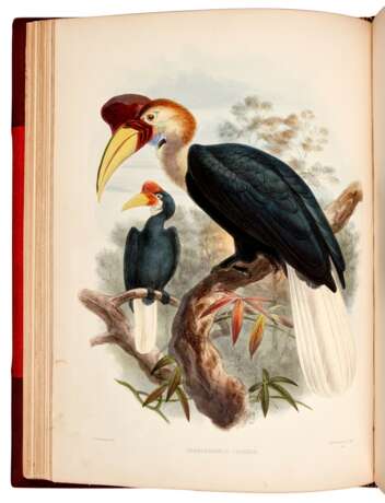 Daniel Giraud Elliot | A monograph of the bucerotidae, or family of the hornbills. New York, [1876]-1882, fine plates by Keulemans - фото 1