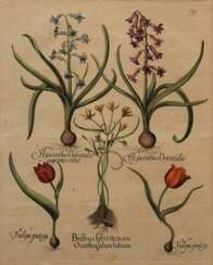 Besler, Basilius (1561-1629) &quot;Hyazinthen und Tulpen&quot;, colorierter Kupferstich, aus &quot;Hortus Eystettensis&quot;, PM 50x40,5cm (m.R. 71,5x59,5cm), Mittelfalz, leicht fleckig