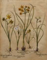 Besler, Basilius (1561-1629) &quot;Narzissen&quot;, colorierter Kupferstich, aus &quot;Hortus Eystettensis&quot;, 50x40,5cm (m.R. 71,5x59,5cm), leicht knickspurig und fleckig