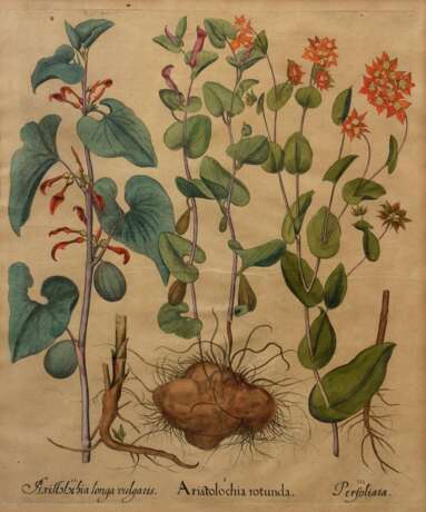 Besler, Basilius (1561-1629) "Osterluzei und Tellerkraut", colorierter Kupferstich, aus "Hortus Eystettensis", 50x40,5cm (m.R. 71,5x59,5cm), leicht knickspurig und fleckig - фото 1