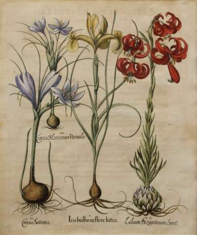 Besler, Basilius (1561-1629) "Iris, Krokus und Lilie", colorierter Kupferstich, aus "Hortus Eystettensis", 50x40,5cm (m.R. 71,5x59,5cm), leicht knickspurig und min. fleckig - фото 1