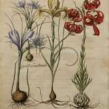 Besler, Basilius (1561-1629) "Iris, Krokus und Lilie", colorierter Kupferstich, aus "Hortus Eystettensis", 50x40,5cm (m.R. 71,5x59,5cm), leicht knickspurig und min. fleckig - photo 1