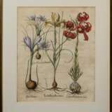 Besler, Basilius (1561-1629) "Iris, Krokus und Lilie", colorierter Kupferstich, aus "Hortus Eystettensis", 50x40,5cm (m.R. 71,5x59,5cm), leicht knickspurig und min. fleckig - Foto 2