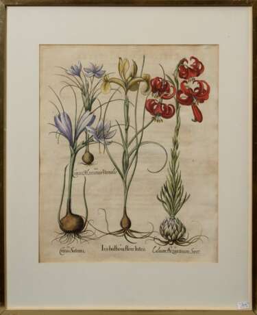 Besler, Basilius (1561-1629) "Iris, Krokus und Lilie", colorierter Kupferstich, aus "Hortus Eystettensis", 50x40,5cm (m.R. 71,5x59,5cm), leicht knickspurig und min. fleckig - photo 2
