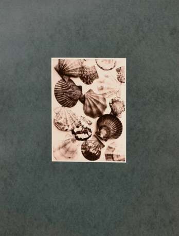 Koch, Fred (1904-1947) "Muscheln", Fotografie auf Karton montiert, verso bez. und gestempelt, Nr. 3394, Freundeskreis Ernst Fuhrmann, Folkwang Verlag, 17,5x12,4cm (40x30cm), leichte Lagerungsspuren - photo 2