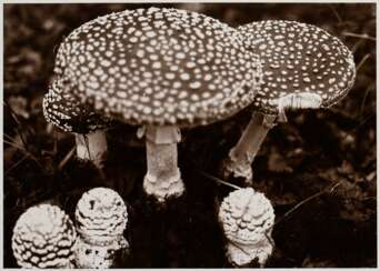 Koch, Fred (1904-1947) &quot;Fungi, Fliegenpilz&quot;, Fotografie auf Karton montiert, verso bez. und gestempelt, Nr. 3264, Freundeskreis Ernst Fuhrmann, Folkwang Verlag, 12,4x17,5cm (30x40cm), leichte Lagerungsspuren