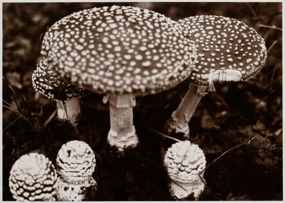 Koch, Fred (1904-1947) "Fungi, Fliegenpilz", Fotografie auf Karton montiert, verso bez. und gestempelt, Nr. 3264, Freundeskreis Ernst Fuhrmann, Folkwang Verlag, 12,4x17,5cm (30x40cm), leichte Lagerungsspuren - Foto 1