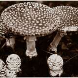 Koch, Fred (1904-1947) "Fungi, Fliegenpilz", Fotografie auf Karton montiert, verso bez. und gestempelt, Nr. 3264, Freundeskreis Ernst Fuhrmann, Folkwang Verlag, 12,4x17,5cm (30x40cm), leichte Lagerungsspuren - фото 1