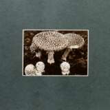 Koch, Fred (1904-1947) "Fungi, Fliegenpilz", Fotografie auf Karton montiert, verso bez. und gestempelt, Nr. 3264, Freundeskreis Ernst Fuhrmann, Folkwang Verlag, 12,4x17,5cm (30x40cm), leichte Lagerungsspuren - Foto 2