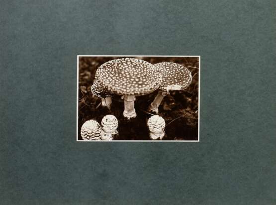 Koch, Fred (1904-1947) "Fungi, Fliegenpilz", Fotografie auf Karton montiert, verso bez. und gestempelt, Nr. 3264, Freundeskreis Ernst Fuhrmann, Folkwang Verlag, 12,4x17,5cm (30x40cm), leichte Lagerungsspuren - photo 2