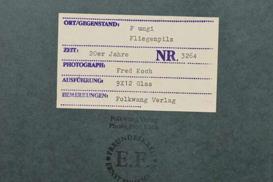 Koch, Fred (1904-1947) "Fungi, Fliegenpilz", Fotografie auf Karton montiert, verso bez. und gestempelt, Nr. 3264, Freundeskreis Ernst Fuhrmann, Folkwang Verlag, 12,4x17,5cm (30x40cm), leichte Lagerungsspuren - фото 3