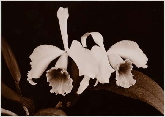 Koch, Fred (1904-1947) "Orchideen", Fotografie auf Karton montiert, verso bez. und gestempelt, Folkwang Verlag, 12,4x17,5cm (30x40cm), leichte Lagerungsspuren - photo 1