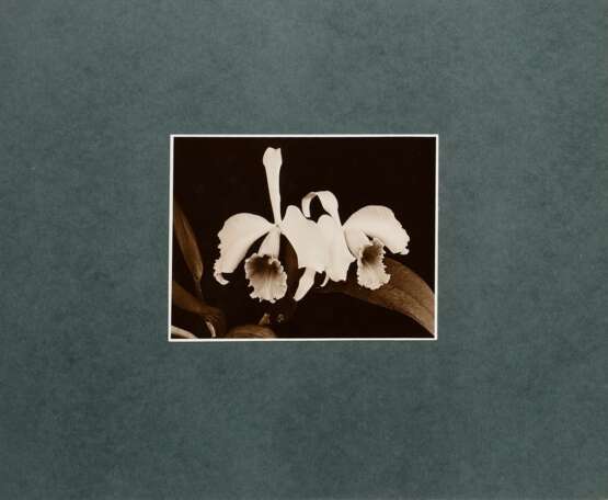 Koch, Fred (1904-1947) "Orchideen", Fotografie auf Karton montiert, verso bez. und gestempelt, Folkwang Verlag, 12,4x17,5cm (30x40cm), leichte Lagerungsspuren - photo 2