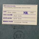 Koch, Fred (1904-1947) "Filicinae, Asplenium nidus - Farn", Fotografie auf Karton montiert, verso bez. und gestempelt, Nr. 3240, Freundeskreis Ernst Fuhrmann, Folkwang Verlag, 17,5x12,4cm (40x30cm), leichte Lagerungsspuren - photo 3