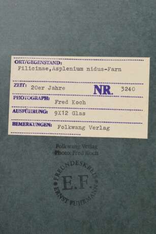 Koch, Fred (1904-1947) "Filicinae, Asplenium nidus - Farn", Fotografie auf Karton montiert, verso bez. und gestempelt, Nr. 3240, Freundeskreis Ernst Fuhrmann, Folkwang Verlag, 17,5x12,4cm (40x30cm), leichte Lagerungsspuren - фото 3