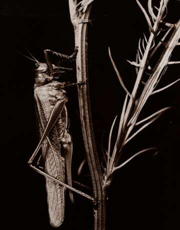 Koch, Fred (1904-1947) "Locusta viridissima", Fotografie auf Karton montiert, verso bez. und gestempelt, Nr. 3349, Freundeskreis Ernst Fuhrmann, Folkwang Verlag, 28,3x22cm (53x43cm), leichte Lagerungsspuren - фото 1