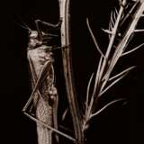 Koch, Fred (1904-1947) "Locusta viridissima", Fotografie auf Karton montiert, verso bez. und gestempelt, Nr. 3349, Freundeskreis Ernst Fuhrmann, Folkwang Verlag, 28,3x22cm (53x43cm), leichte Lagerungsspuren - фото 1