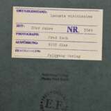 Koch, Fred (1904-1947) "Locusta viridissima", Fotografie auf Karton montiert, verso bez. und gestempelt, Nr. 3349, Freundeskreis Ernst Fuhrmann, Folkwang Verlag, 28,3x22cm (53x43cm), leichte Lagerungsspuren - фото 2