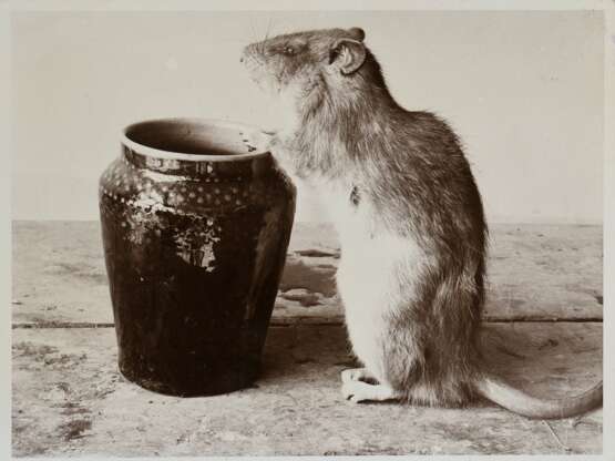 Renger-Patzsch, Albert (1897-1966) "Ratte mit Vase", Fotografie auf Karton montiert, verso bez. und gestempelt, Nr. 5404, Folkwang Verlag, 12,4x17,8cm (25x35cm), leichte Lagerungsspuren - Foto 1