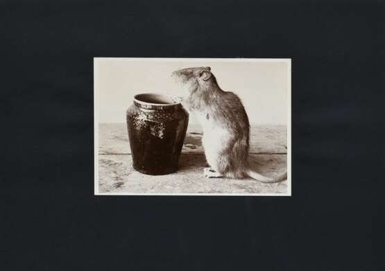 Renger-Patzsch, Albert (1897-1966) "Ratte mit Vase", Fotografie auf Karton montiert, verso bez. und gestempelt, Nr. 5404, Folkwang Verlag, 12,4x17,8cm (25x35cm), leichte Lagerungsspuren - photo 2