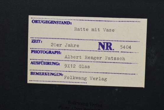 Renger-Patzsch, Albert (1897-1966) "Ratte mit Vase", Fotografie auf Karton montiert, verso bez. und gestempelt, Nr. 5404, Folkwang Verlag, 12,4x17,8cm (25x35cm), leichte Lagerungsspuren - photo 3