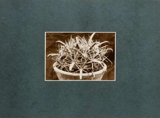 Renger-Patzsch, Albert (1897-1966) "Cactaceae Echinocactus corniger", Fotografie auf Karton montiert, verso bez. und gestempelt, Nr. 5077, Freundeskreis Ernst Fuhrmann, Folkwang Verlag, 12,4x17,5cm (40x30cm), leichte Lagerungsspuren - Foto 2