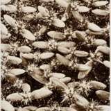 Renger-Patzsch, Albert (1897-1966) "Cactaceae Opuntie, Sämlinge", Fotografie auf Karton montiert, verso bez. und gestempelt, Nr. 5084, Freundeskreis Ernst Fuhrmann, Folkwang Verlag, 12,4x17,5cm (40x30cm), leichte Lagerungsspuren - Foto 1