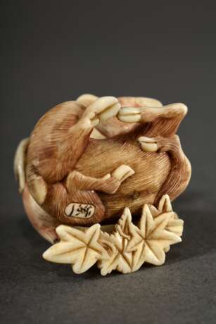 Elfenbein Netsuke "Röhrender Hirsch mit Hindin auf Ahornlaub" mit fein graviertem und partiell eingefärbtem Fell, in Kartusche sign. 蘭一 Ran'ichi, Japan 19.Jh., H. 3,3cm, eingelegte Horn Augen, 1 fehlt, 1 Blatt defekt, berieben, Genehm… - photo 5