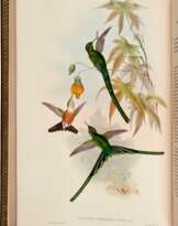 John Gould | A monograph of the trochilidae, or… humming-birds [with supplement]. London, 1849–1887, 6 volumes