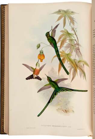 John Gould | A monograph of the trochilidae, or… humming-birds [with supplement]. London, 1849–1887, 6 volumes - Foto 1