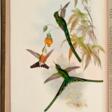 John Gould | A monograph of the trochilidae, or… humming-birds [with supplement]. London, 1849–1887, 6 volumes - Auktionsarchiv