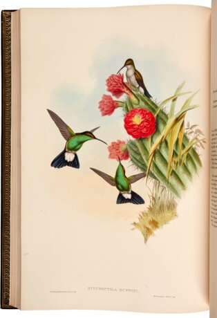 John Gould | A monograph of the trochilidae, or… humming-birds [with supplement]. London, 1849–1887, 6 volumes - Foto 2