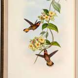 John Gould | A monograph of the trochilidae, or… humming-birds [with supplement]. London, 1849–1887, 6 volumes - Foto 3