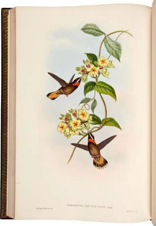 John Gould | A monograph of the trochilidae, or… humming-birds [with supplement]. London, 1849–1887, 6 volumes - Foto 3