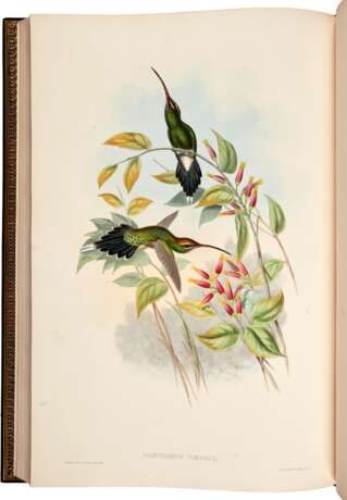 John Gould | A monograph of the trochilidae, or… humming-birds [with supplement]. London, 1849–1887, 6 volumes - Foto 4