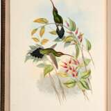 John Gould | A monograph of the trochilidae, or… humming-birds [with supplement]. London, 1849–1887, 6 volumes - photo 4
