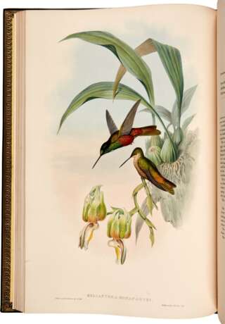 John Gould | A monograph of the trochilidae, or… humming-birds [with supplement]. London, 1849–1887, 6 volumes - Foto 5