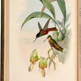 John Gould | A monograph of the trochilidae, or… humming-birds [with supplement]. London, 1849–1887, 6 volumes - Foto 5