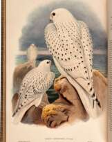 John Gould | The birds of Great Britain. London, 1862 1873, 5 volumes, one of the greatest works of British ornithology