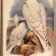 John Gould | The birds of Great Britain. London, 1862 1873, 5 volumes, one of the greatest works of British ornithology - Prix ​​des enchères