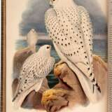 John Gould | The birds of Great Britain. London, 1862 1873, 5 volumes, one of the greatest works of British ornithology - Foto 1