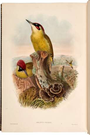 John Gould | The birds of Great Britain. London, 1862 1873, 5 volumes, one of the greatest works of British ornithology - photo 4
