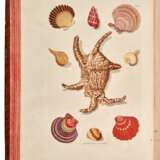 Georg Wolfgang Knorr | Deliciae naturae selectae. Dordrecht, 1771, illustrated "cabinets of wonders" - фото 1