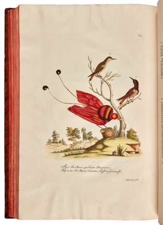 Georg Wolfgang Knorr | Deliciae naturae selectae. Dordrecht, 1771, illustrated "cabinets of wonders" - Foto 3
