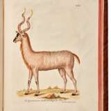 Georg Wolfgang Knorr | Deliciae naturae selectae. Dordrecht, 1771, illustrated "cabinets of wonders" - Foto 4