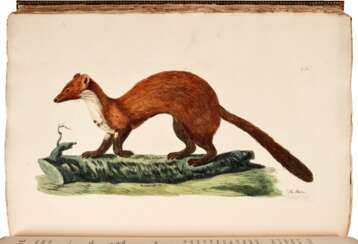 Thomas Pennant | The British zoology. London, [1761]-1766, fine coloured plates