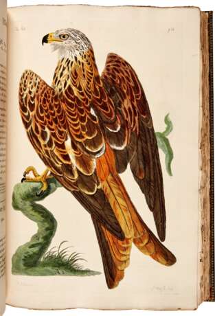 Thomas Pennant | The British zoology. London, [1761]-1766, fine coloured plates - Foto 3