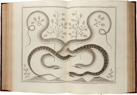 Albertus Seba | Locupletissimi rerum naturalium thesauri accurata description, Amsterdam, 1734-1765, a fine copy in a contemporary binding - фото 3