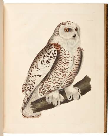 Prideaux John Selby | Illustrations of British ornithology. Edinburgh and London, 1821–1834, 2 volumes, life size ornithological plates by the British Audubon - photo 2